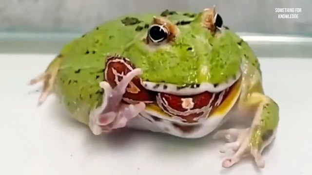 जानवरों ने जब गलत पंगा ले लिया when animals messed with wrong opponent