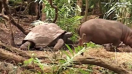 unexpected realation between animals   animals video