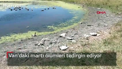 Van'daki martı ölümleri tedirgin ediyor