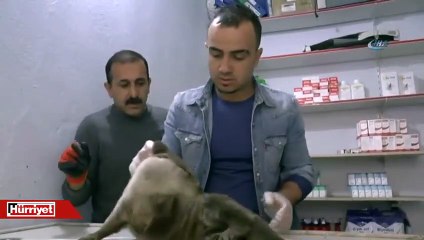 Tunceli’de yaralı bulunan su samuru tedavi altına alındı