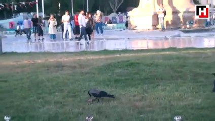 Taksim Meydanı’nda martı ile karganın et kavgası kamerada