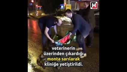Yaralı köpek için montunu sedye yaptı