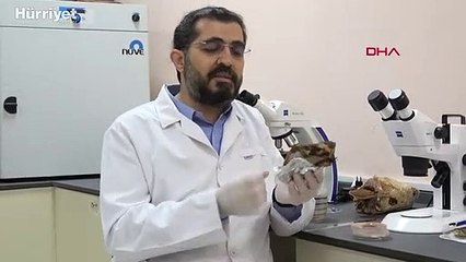 Ölümsüzlük mantarı olarak bilinen "Reishi" mantarını ürettiler