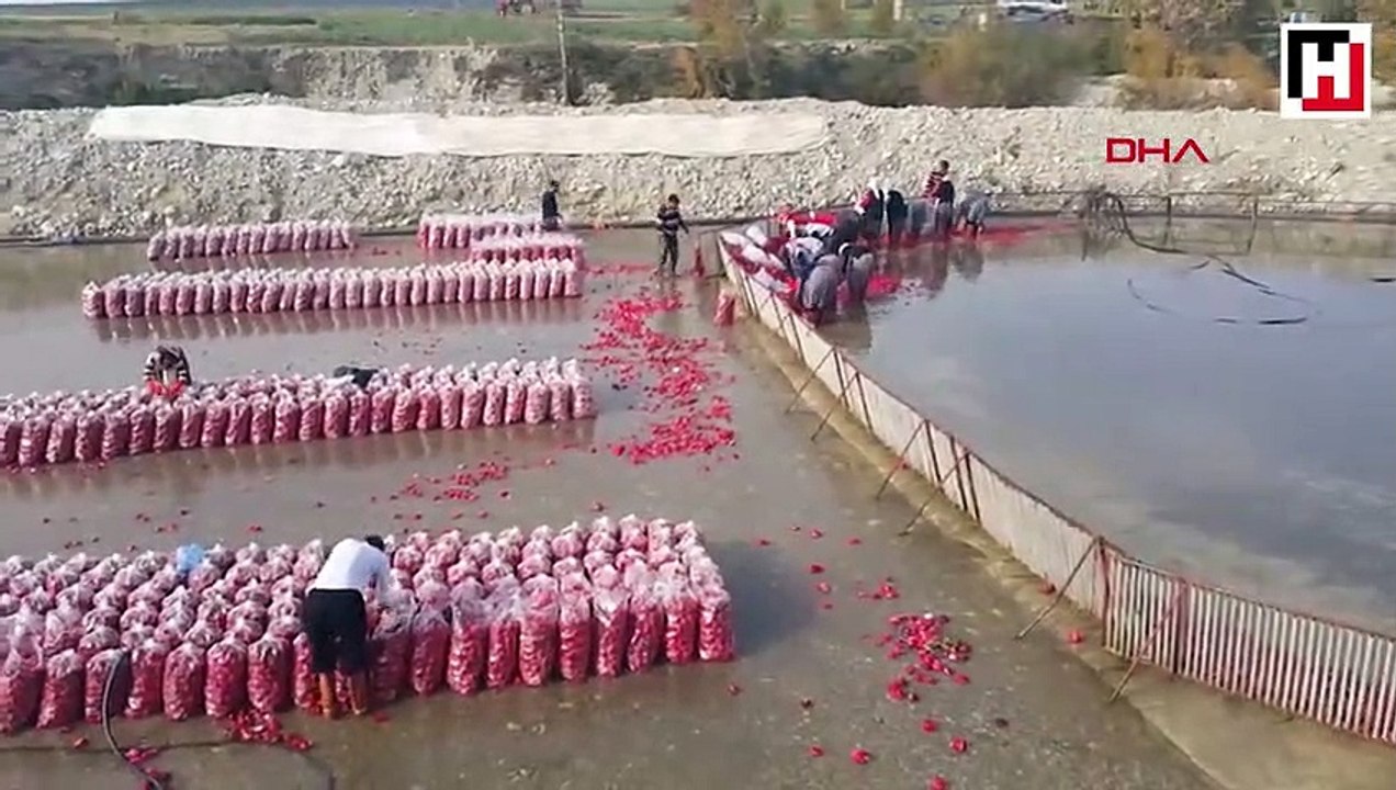 Turp üreticinin yüzünü güldürdü