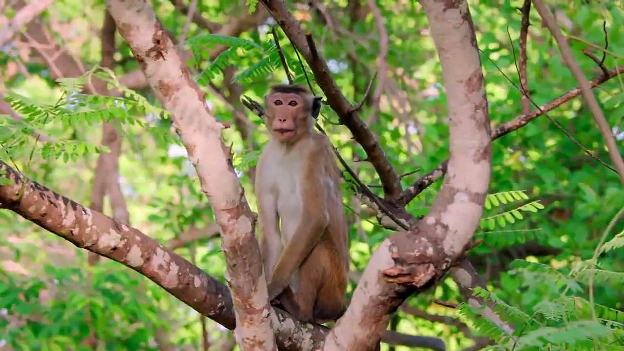 Monkey Island - Se1 - Ep02 - Leaving Home HD Watch HD Deutsch