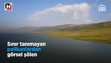 Sınır tanımayan pelikanlardan görsel şölen