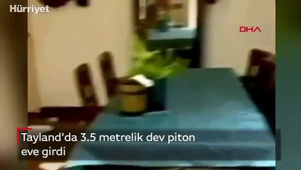Eve giren dev piton böyle görüntülendi