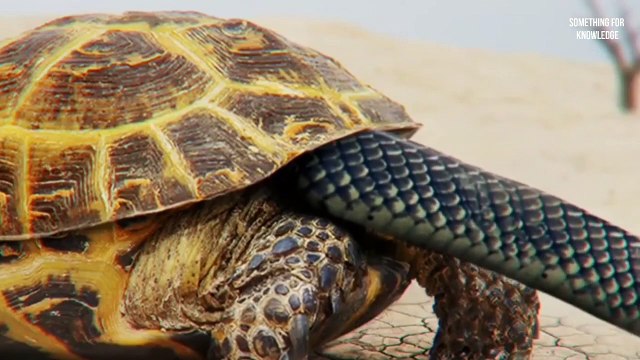 कछुए को हल्के मे लेने वालो हो जाओ सावधान turtles unbelievable attack unbelievable moments caught