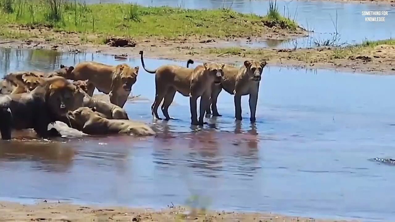 मगरमच्छ और जानवरों के बीच जबरदस्त लड़ाई   animals unbelievable moments caught on camera   animals