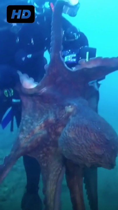 Massive octopus attacks diver |drags equipment through sea.
