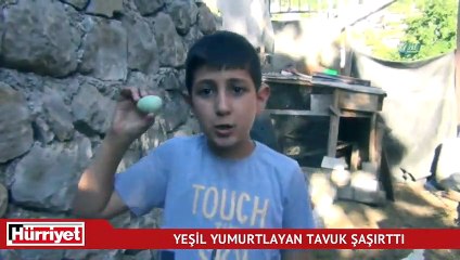 Yeşil yumurta yumurtlayan tavuk şaşırttı