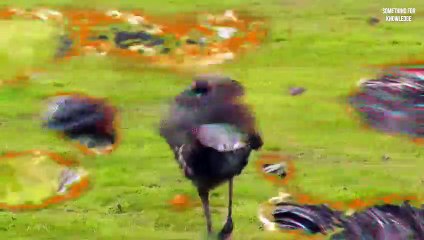 Most dangerous birds in the world   Even eagles are afraid of this deadly bird   सबसे खतरनाक पक्षी