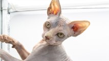 These are the most annoying cat breeds