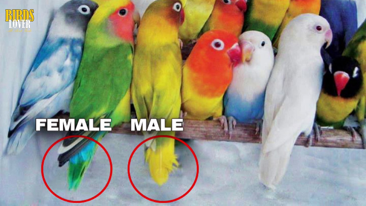 hOW TO IDENTIFY MALE AND FEMALE IN LOVEBIRDS video Dailymotion