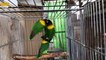 how to care lovebirds - lovebirds diet and care