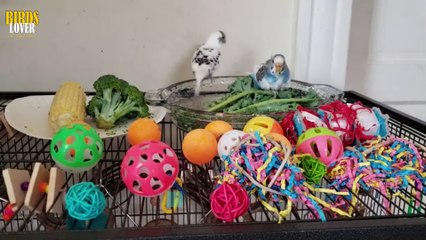 HOW TO TAME YOUR BUDGIES EASILY