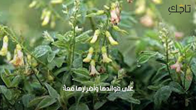 فوائد عشبة الكثيرة للشعر