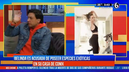 Belinda es acusada de poseer especies exóticas en su casa