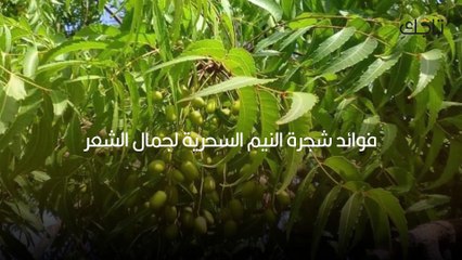 فوائد شجرة النيم السحرية لجمال الشعر