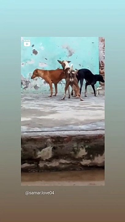 Funny video