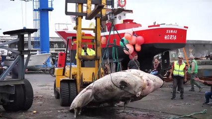 Criatura de quase três toneladas é o maior peixe ósseo já descoberto