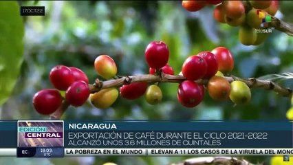 Cosecha cafetalera en Nicaragua generará más de 400 mil empleos