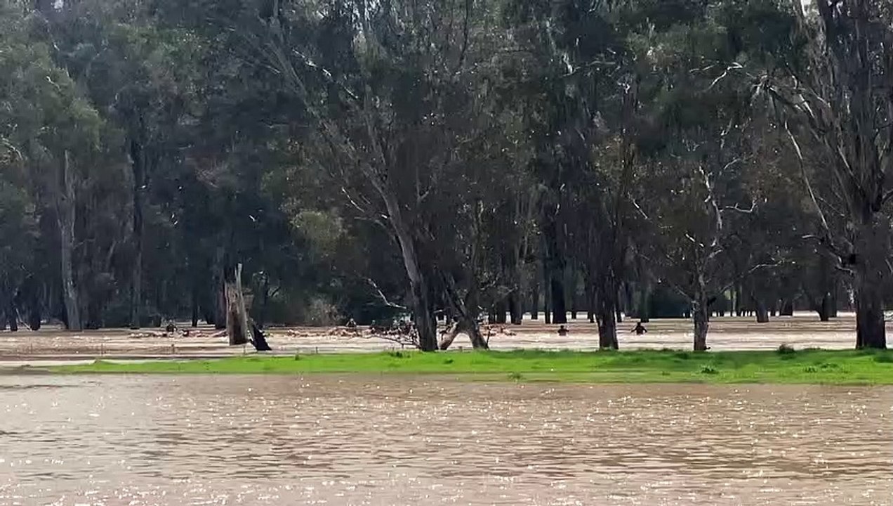 Golburn River floodwaters | Stock & Land | 18/10/22
