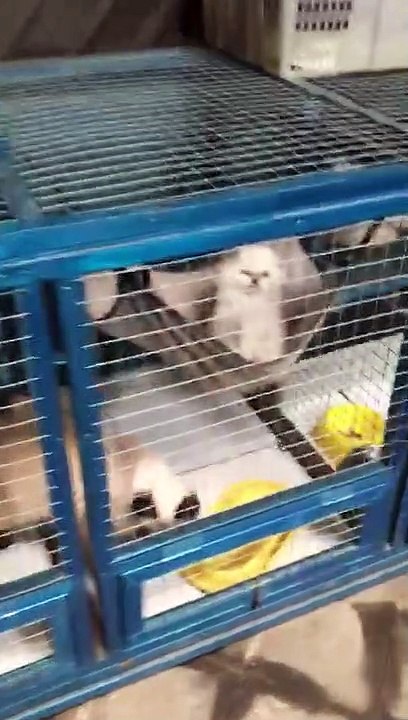 WHAT A CUTE CAT/ KUCING - KUCING LUCU