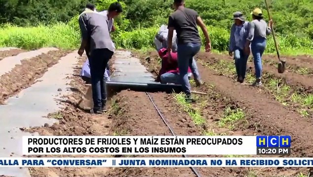 Productores de Frijoles y Maíz preocupados por el alto costo de los insumos