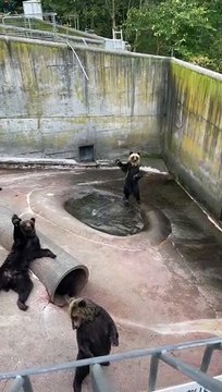 Bunch of Bears Wave to Tourists