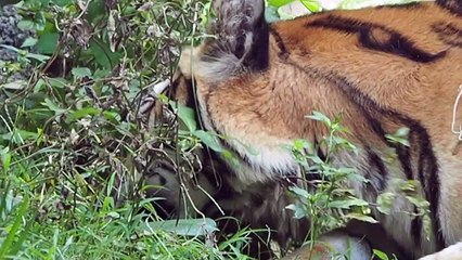 Tiger eatin grass