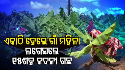 Special Story | Bhanjanagar women script success story in banana cultivation