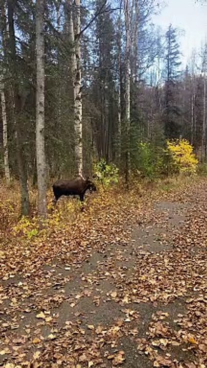 Alaskan Camo Moose