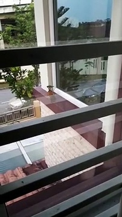 Bird Wants in the Window