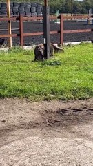 Happy Muddy Dog Rolls Around