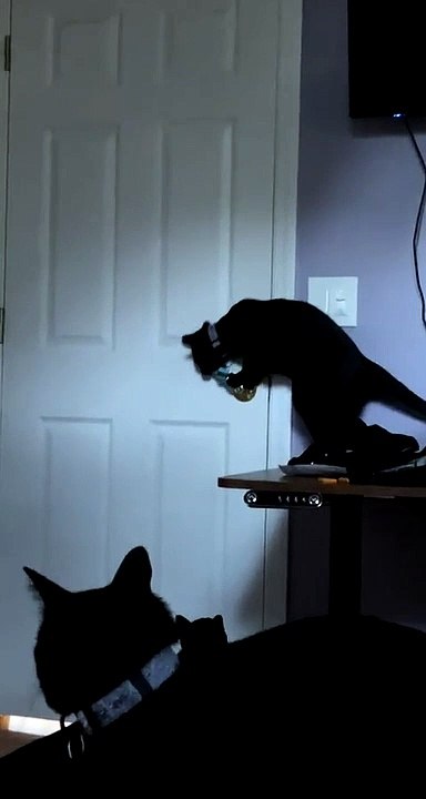 Clever Cat Makes An Escape