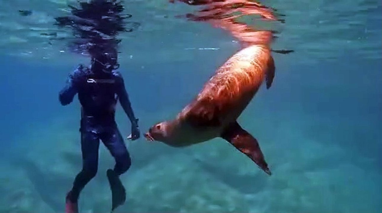 Incredible moment sea lion swims up to snorkelling teenager and HUGS him off the coast of Mexico