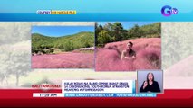 Kulay rosas na damo o pink muhly grass sa cheongnong, south korea, atraksyon ngayong autumn...  | BT