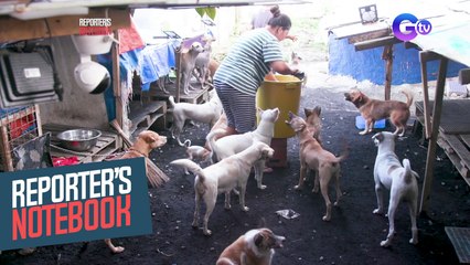 Mga asong gala, nakahanap ng bagong tahanan sa tulong ng ilang volunteer rescuers! | Reporter's Notebook