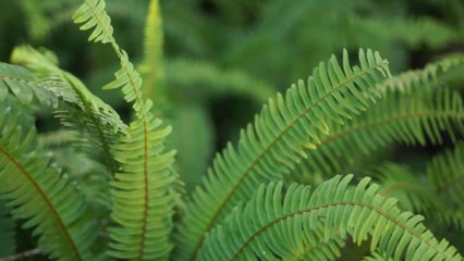 Soft Piano Music For Relaxation | Relax Music Meditation