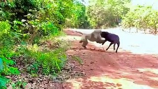 Monkey vs dog real fight  funny dog vs monkey video