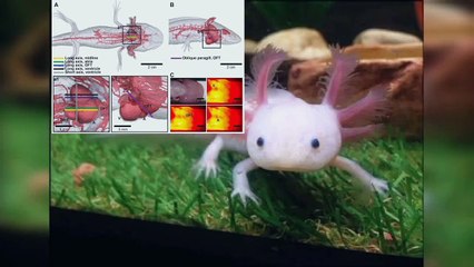 Fun fact elephant  Axolotl  colarbear  no wall room  null stern hotel