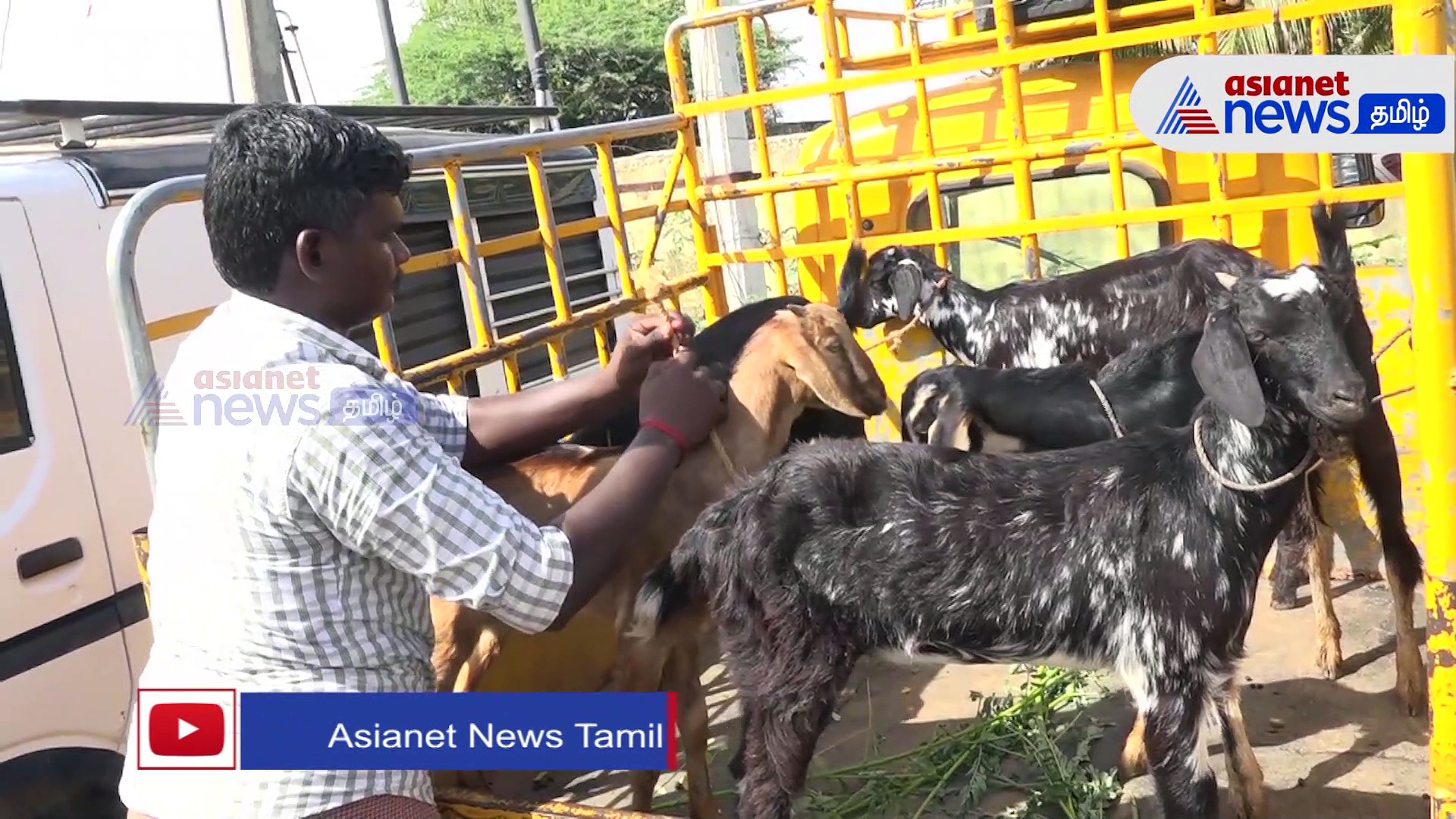 Watch : தீபாவளி விற்பனை - நெல்லையில் ஒரே நாளில் ரூ.4 கோடிக்கு ஆடுகள் விற்பனை படுஜோர்! 