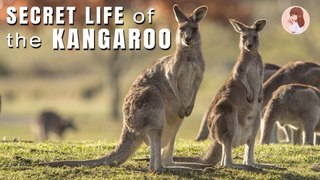 Learn About Kangaroos l Education & Fun for Kids l Kangaroo Videos l @ Kiddopedia