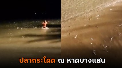 ไวรัล ! ปรากฏการณ์แปลก เมื่อฝูงปลากระโดด ณ หาดบางแสน