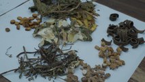 Fighting COVID-19 with Herbs Part 2 - Combining Chinese and Western Medicine