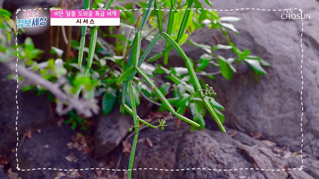 『 시서스 』 비만 탈출을 도와주는 특급 비책 TV CHOSUN 221018 방송