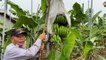 Japan Helps Taiwan by Buying 66,000 Tons of Bananas - TaiwanPlus News