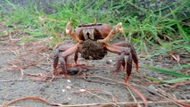 Protecting Taiwan’s Land Crabs - TaiwanPlus News