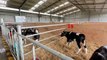 Kowbucha: NZ Scientists Create Drink To Reduce Cow Methane Emissions - TaiwanPlus News